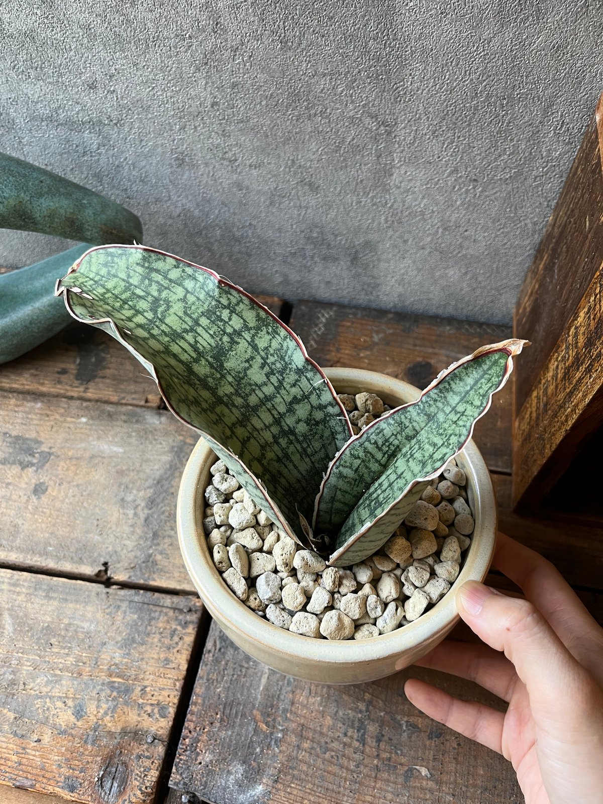 サンスベリア Sansevieria Dragon Blue v サンスベリア ドラゴンブルー サンスベリア Sansevieria Dragon Blue v