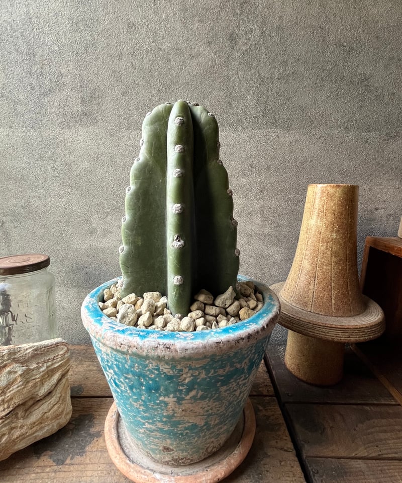 サボテン Cereus hildmannianus 柱サボテン 鬼面角 | ¨MONKEY TREE¨