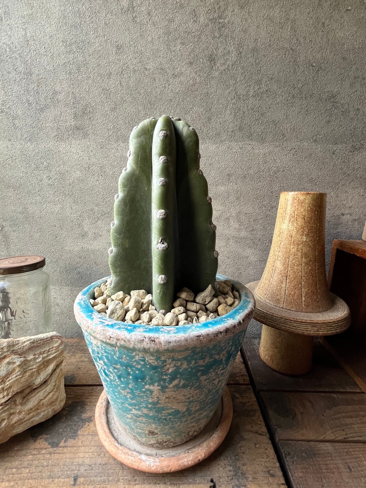 Cereus hildmannianus 柱サボテン 鬼面角 | ¨MONKEY TREE¨