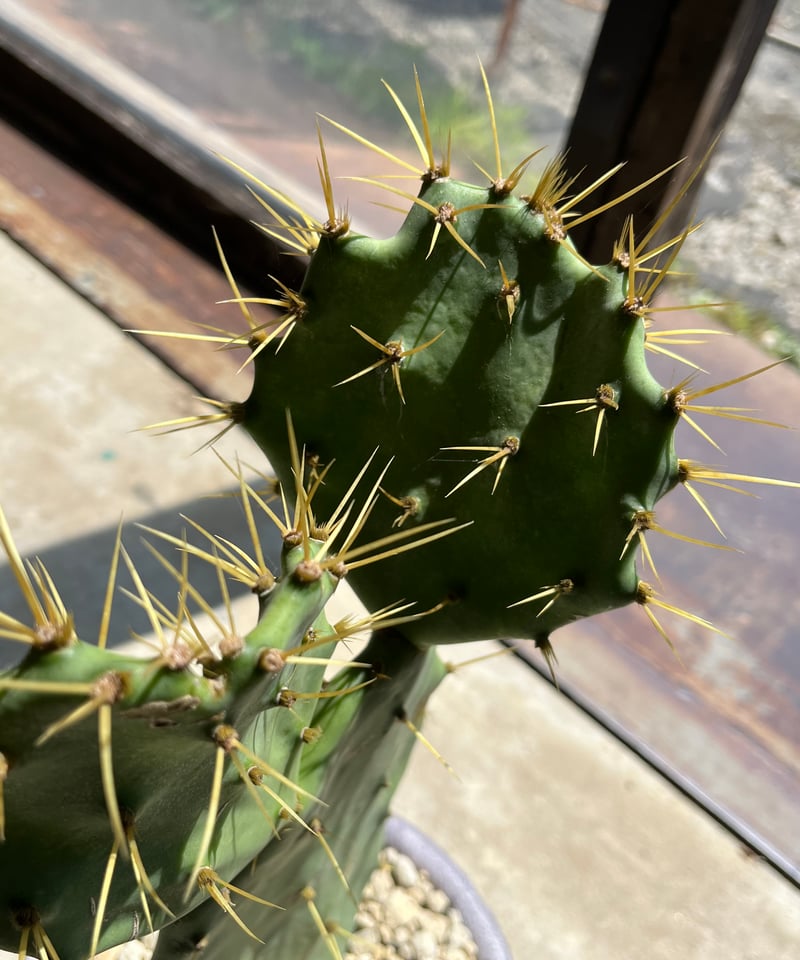 金棘 寒さに強いウチワサボテン | ¨MONKEY TREE¨ by SABOTEN MISSILE