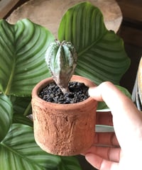 【1点もの】Euphorbia horrida bonten   ホリダ梵天