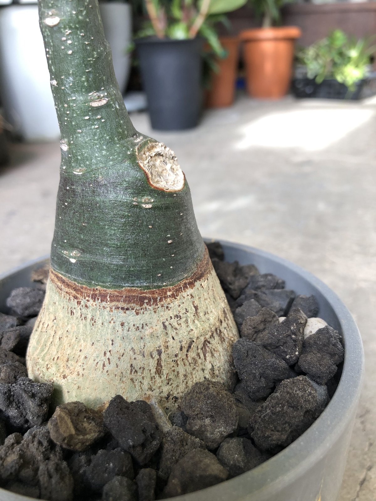 1点もの】Adenia glauca アデニア グラウカ | ¨MONKEY TREE¨ b 1点もの】Adenia glauca アデニア グラウカ | ¨MONKEY TREE¨ b