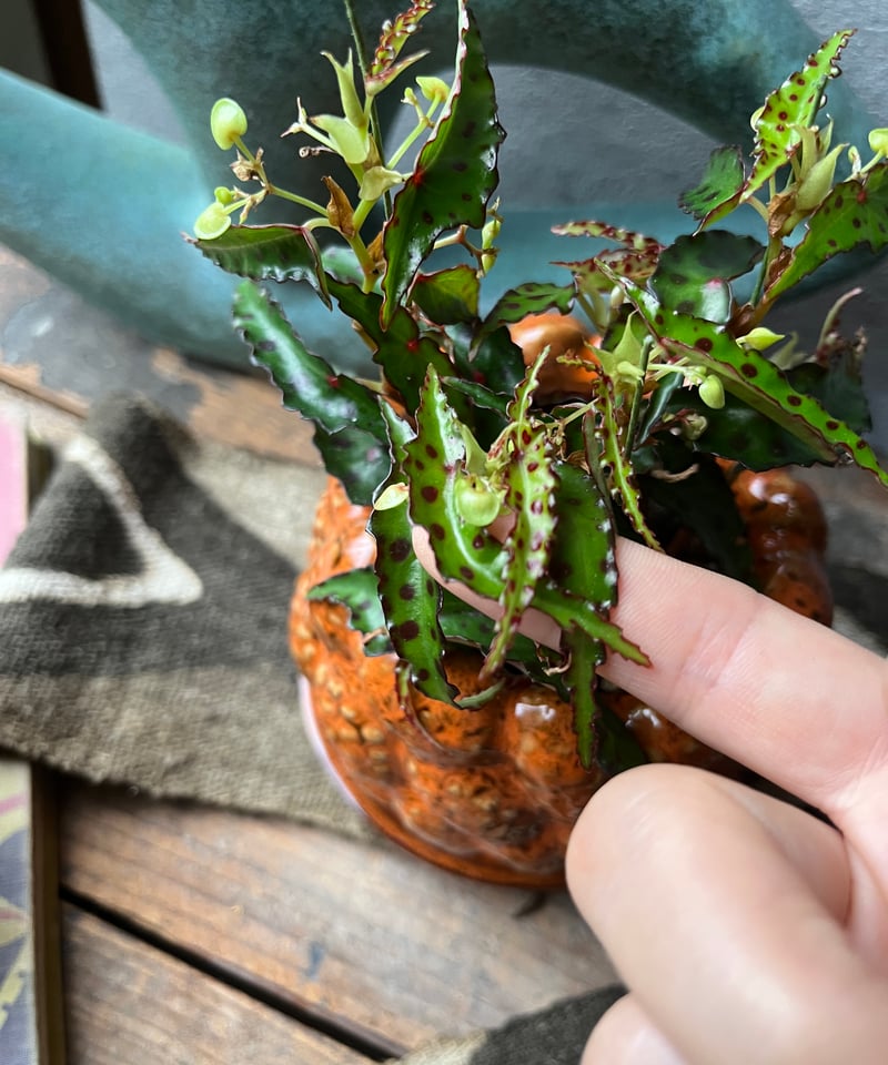 ベゴニア アンフィオクサス+フペルジア ゴエベリー ベゴニア アンフィオクサス+フペルジア ゴエベリー