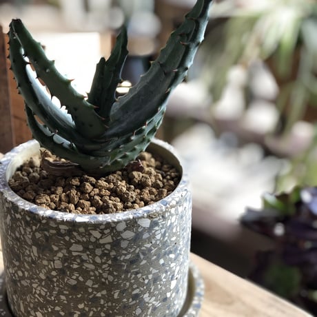 アロエ　鬼切丸　抜き苗発送 アロエ 鬼切丸 抜き苗発送 - メルカリ