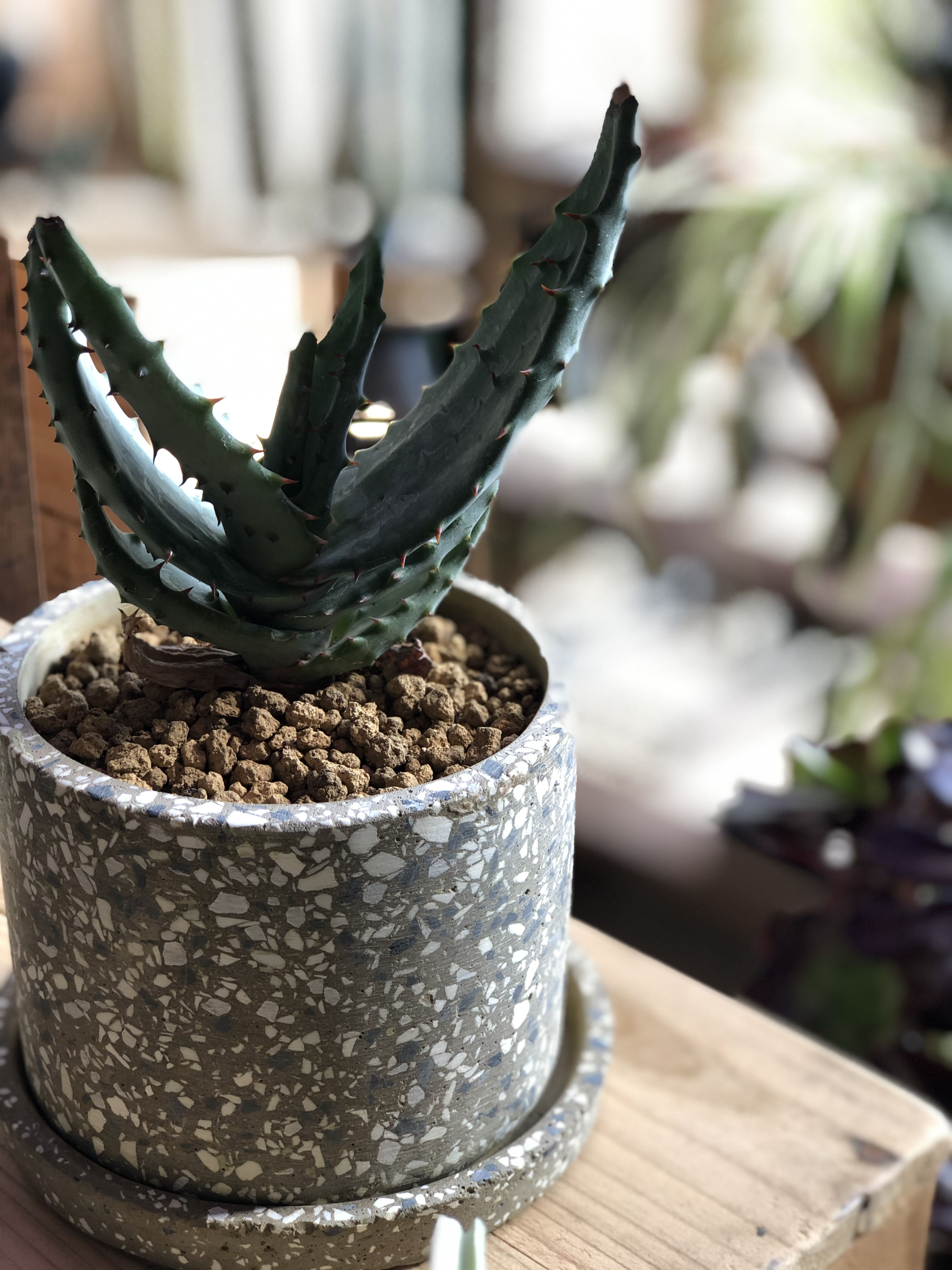 マルロシー（鬼切丸）の超美形の特大株【縦横30センチ】 1点もの】Aloe marlothii アロエ マルロシー 鬼切丸 | ¨MONKEY TR