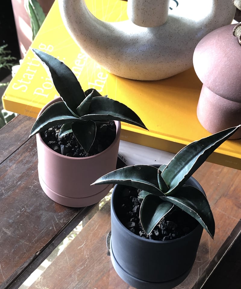 選べる】Sansevieria Pinguicula サンスベリア ピングイキュラ 選べる】Sansevieria Pinguicula サンスベリア ピングイキュラ