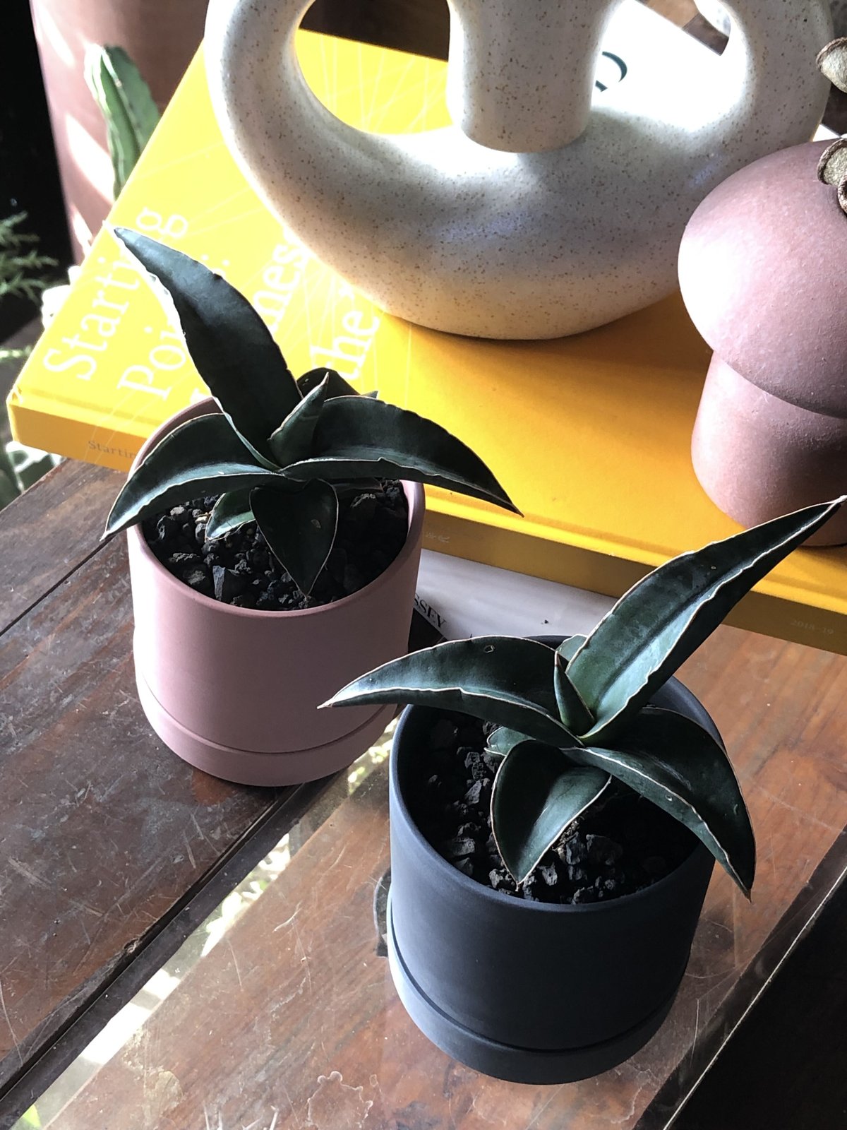 サンスベリア ピングイキュラ 2個セット 選べる】Sansevieria Pinguicula サンスベリア ピングイキュラ | ¨