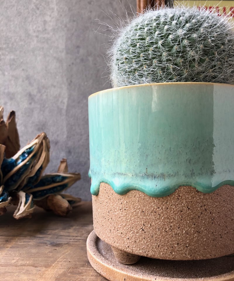 【多肉植物】マミラリア　玉翁 玉翁(たまおきな)：マミラリア属 (B01) | 万緑 BAN RYOKU