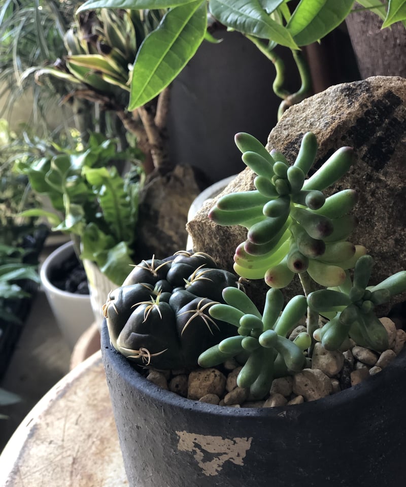 希少　南京絵鉢　南京鉢　岩松　イワヒバ　岩ヒバ　植木鉢　サボテン　アガベ 希少 南京絵鉢 南京鉢 岩松 イワヒバ 岩ヒバ 植木鉢 サボテン アガベ