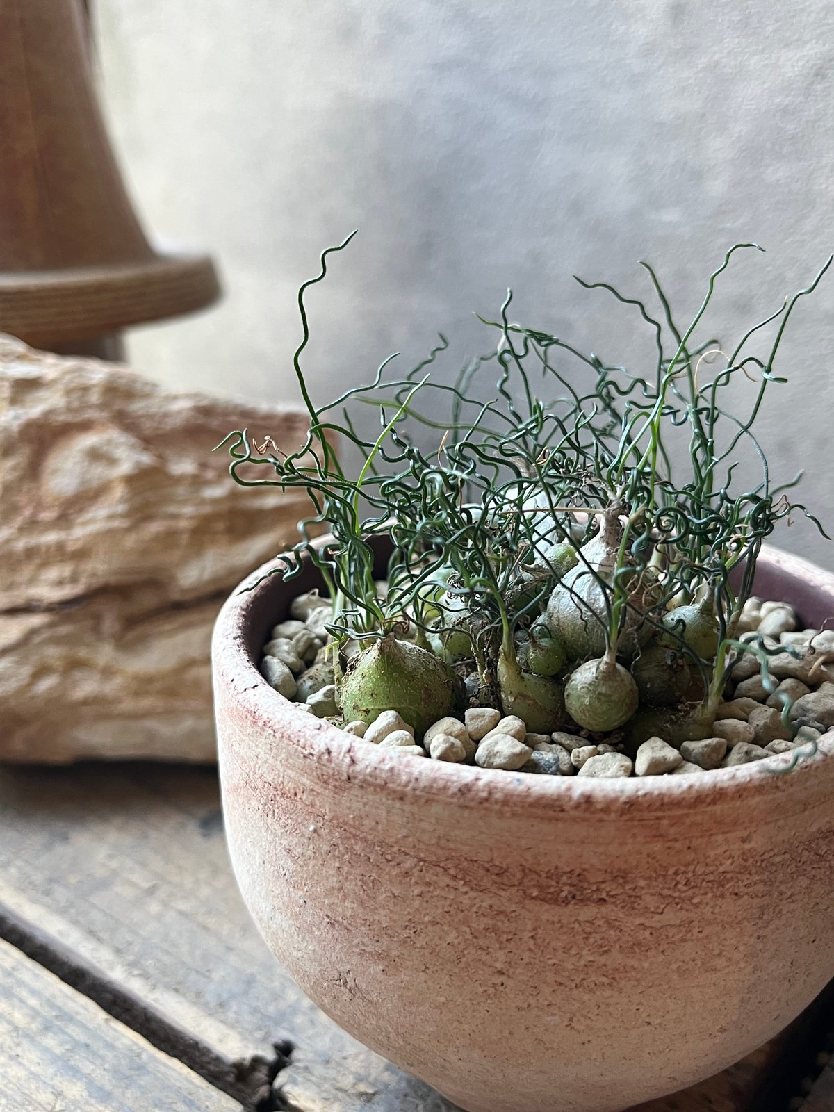 Top【選抜株】多肉植物　8024曇り硝子クモリガラス　10個　鉢無し/脱土 Ornithogalum tortuosum オーニソガラム トルツオスム | ¨MONKEY