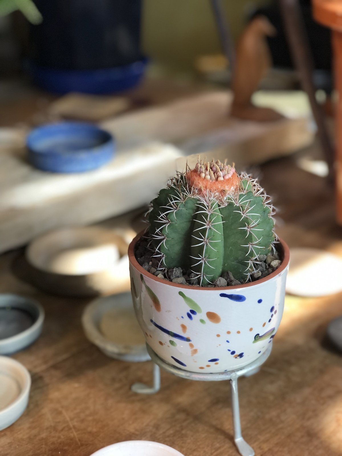 1点もの】Melocactus matanzanus メロカクタス マタンザナス | ¨MO...