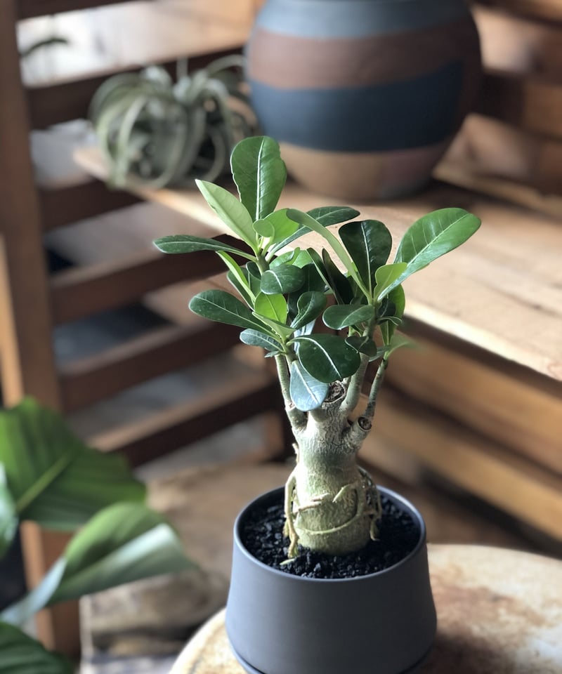 adenium obesum アデニウム砂漠のバラ | ¨MONKEY TREE¨ by