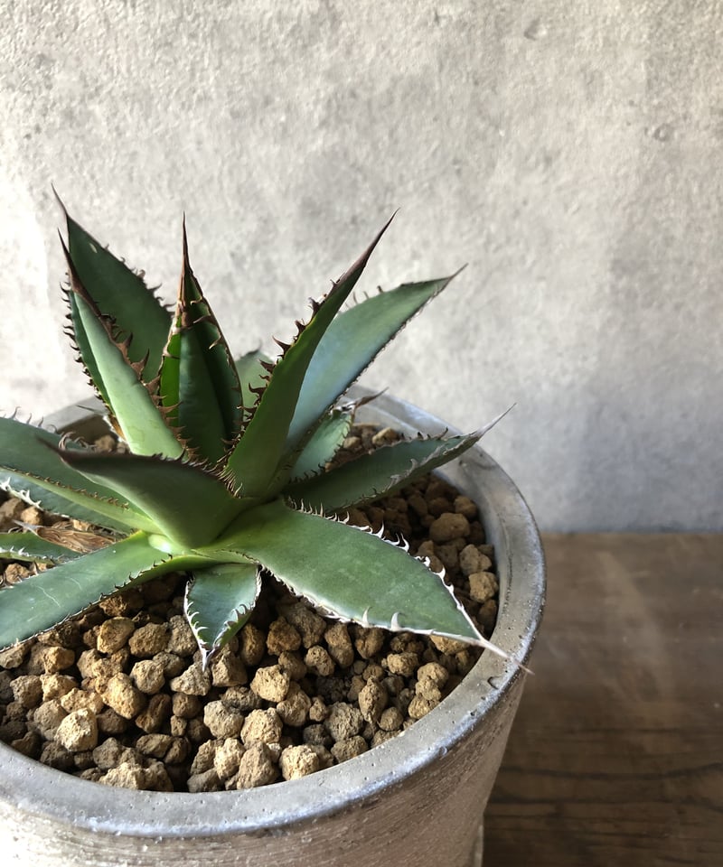 1点もの】Agave Horrida アガベ ホリダ | ¨MONKEY TREE¨ by 1点もの】Agave Horrida アガベ ホリダ | ¨MONKEY TREE¨ by