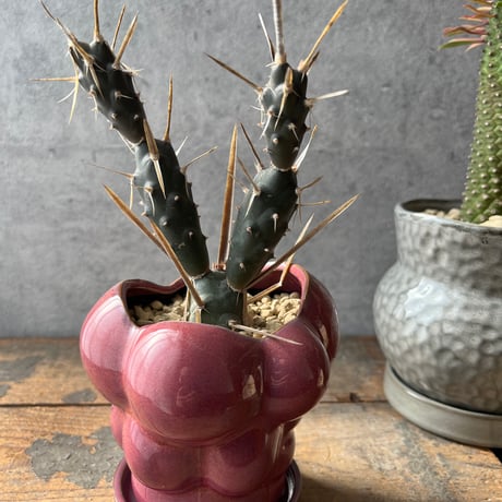 テフロカクタス | STORES