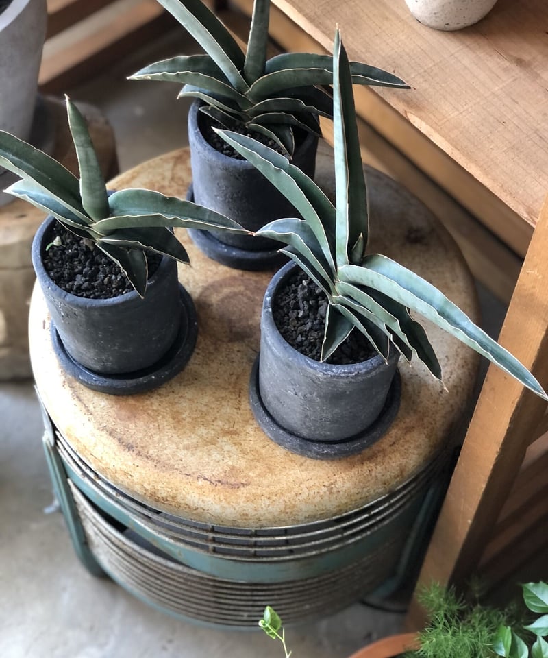 サンスベリア ブルーキュ 斑入り Sansevieria Blue Kew 【公式通販】