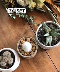 1点もの】Polaskia chichipe silver crystata 雷神閣綴化 |