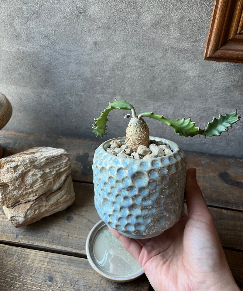 Euphorbia squarrosa ユーフォルビアスクアローサ 奇怪ヶ島 | ¨MONKE