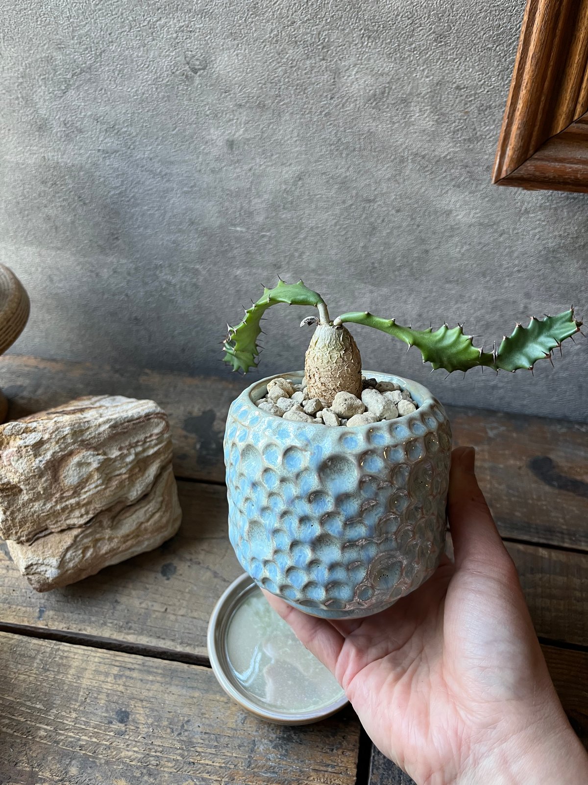 Euphorbia squarrosa ユーフォルビアスクアローサ 奇怪ヶ島 | ¨MONKE