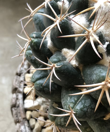 【1点もの】Coryphantha elephantidens  象牙丸
