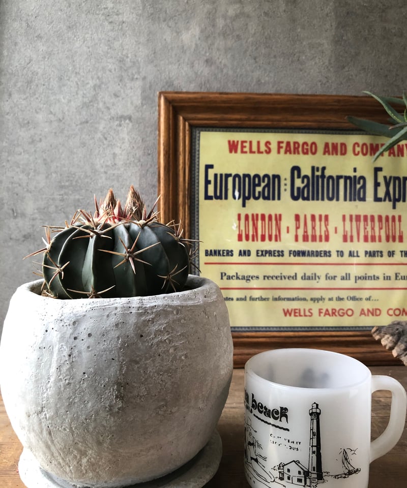 綾波　台付　サボテン 1点もの】Homalocephala texensis 綾波 | ¨MONKEY TREE¨