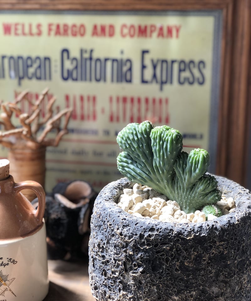 1点もの】Myrchillocactus geometorizans f. crist.