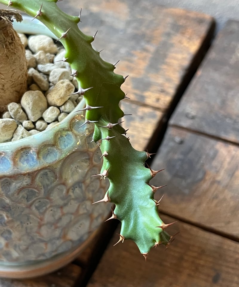 Euphorbia squarrosa ユーフォルビアスクアローサ 奇怪ヶ島 | ¨MONKE
