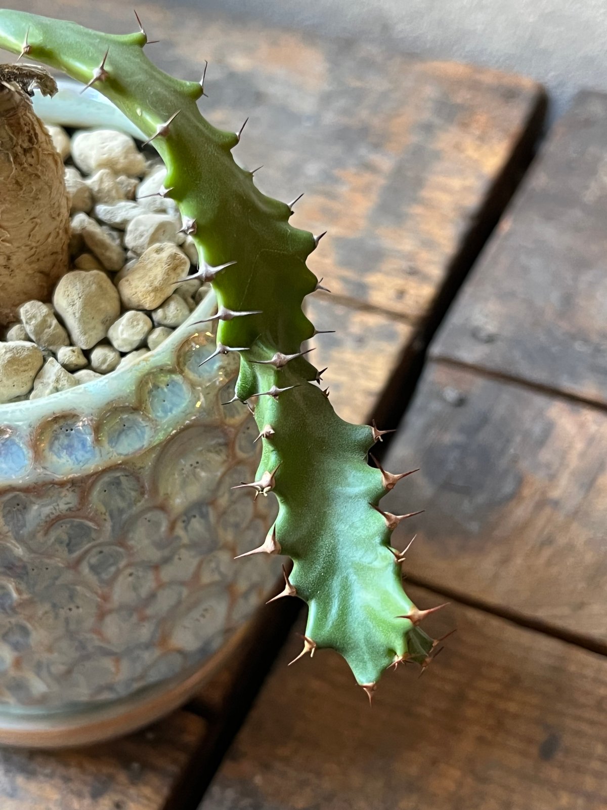Euphorbia squarrosa ユーフォルビアスクアローサ 奇怪ヶ島 | ¨MONKE