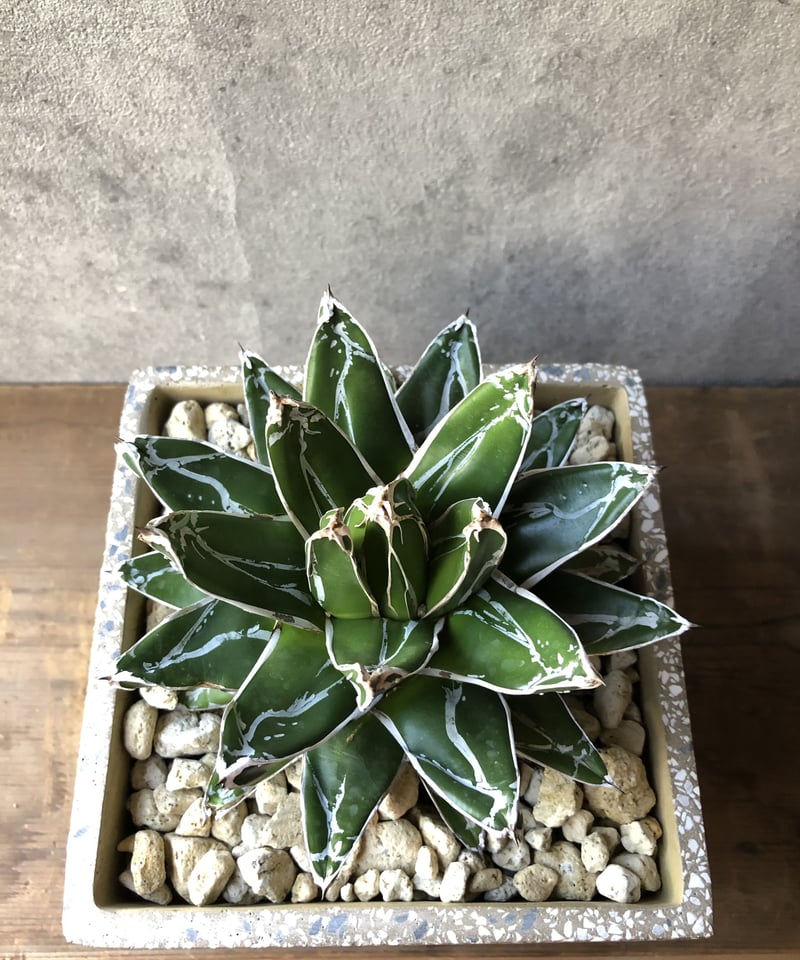 1点もの】Agave victoriae-reginae アガベ 笹の雪 | ¨MONKEY 1点もの】Agave victoriae-reginae アガベ 笹の雪 | ¨MONKEY