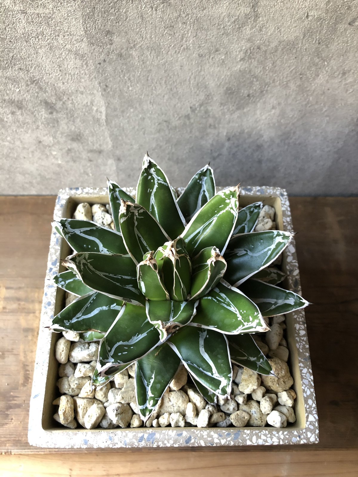 1点もの】Agave victoriae-reginae アガベ 笹の雪 | ¨MONKEY