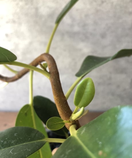 【選べる】Ficus rubiginosa  曲がりのフランスゴム