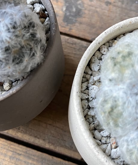 Mammillaria plumosa 白星