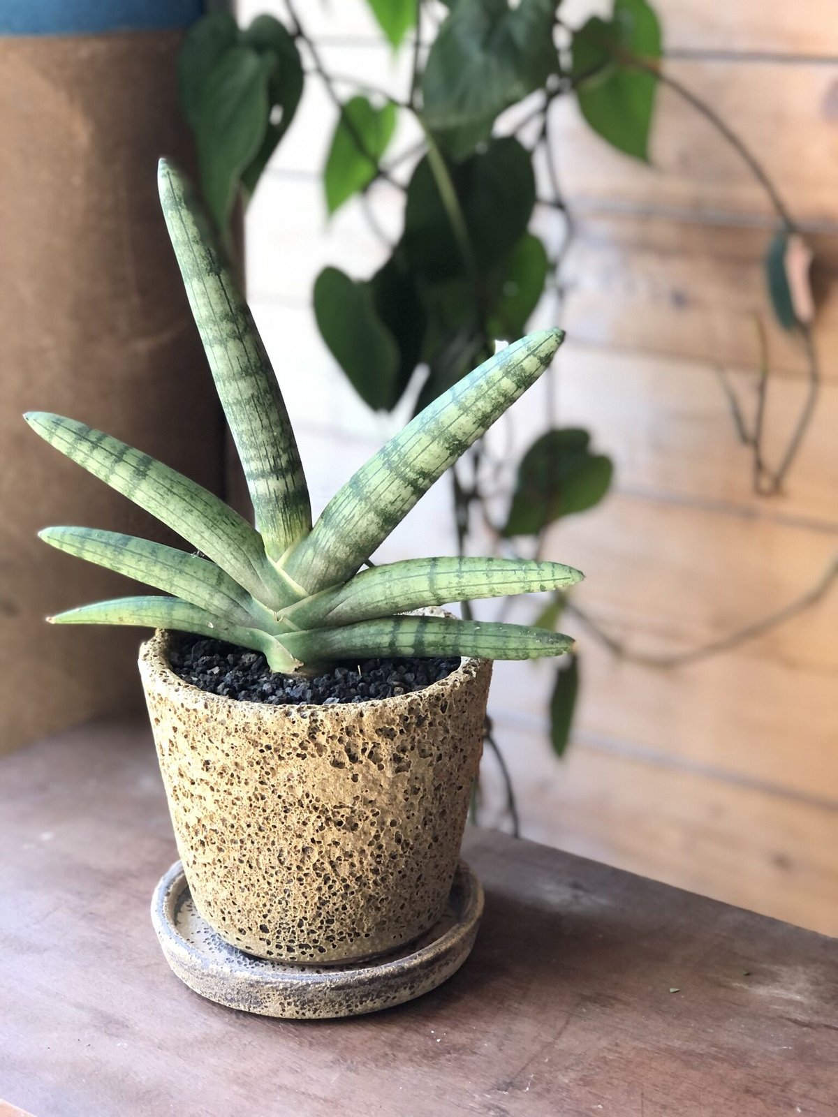 サンスベリア ボンセレンシス 極上斑入り サンセベリア sansevieria サンスベリア ボンセレンシス 極上斑入り 抜き苗 - メルカリ