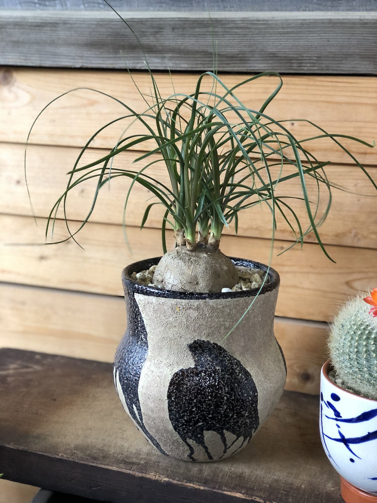 現物「トックリラン・ポニーテール」8号 Beaucarnea recurvata 新芽と