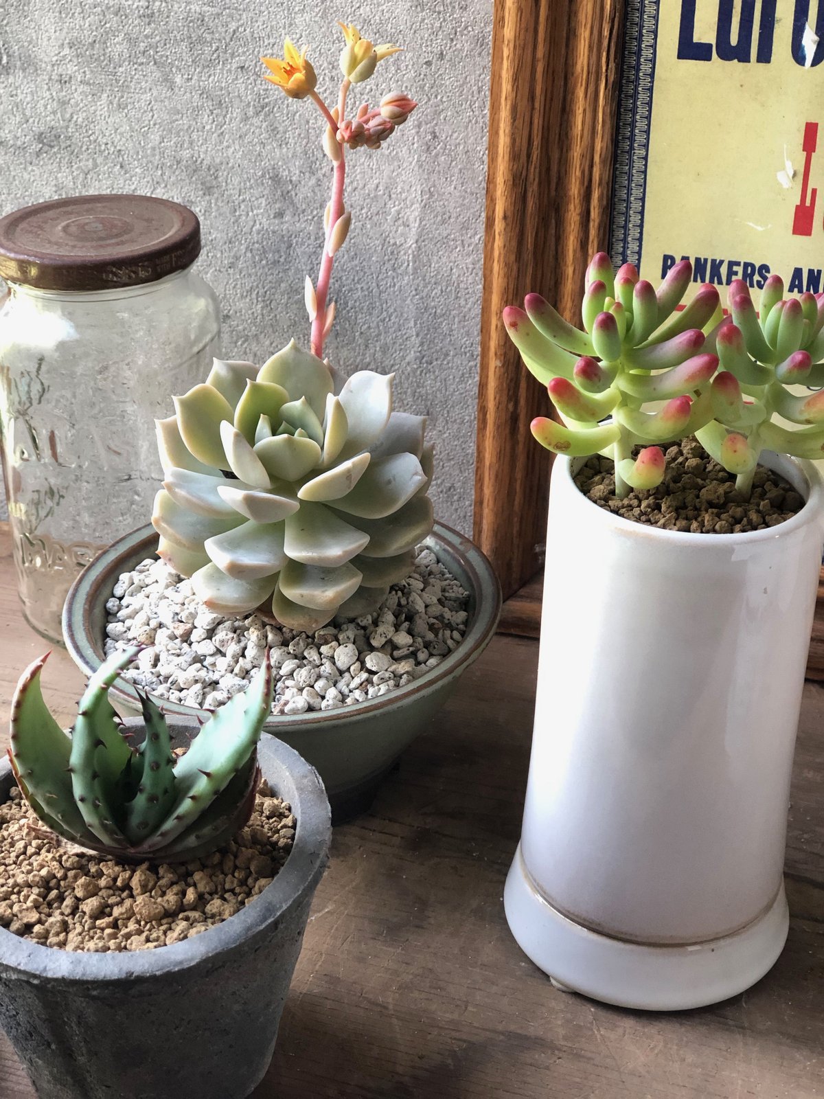 多肉植物【3点SET】鬼切丸.ファンクイーン.乙女心 | ¨MONKEY TREE¨ by S