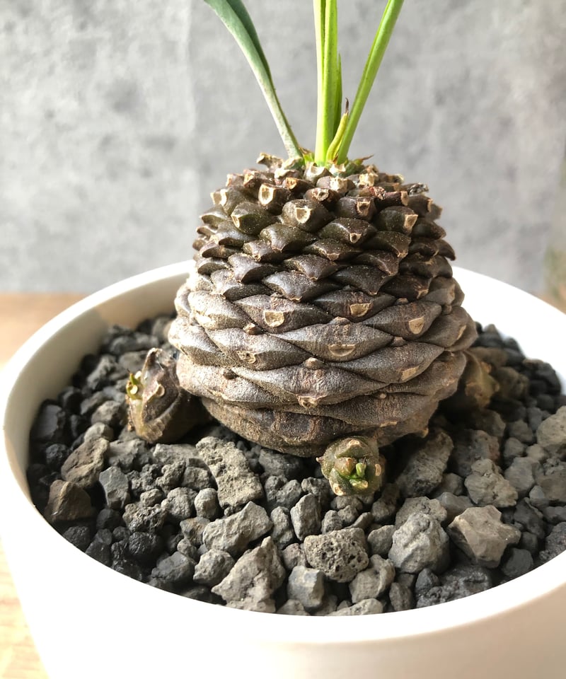 A052 ユーホルビア鉄甲丸Euphorbia bupleurifolia 2株 1点もの】Euphorbia bupleurifolia 鉄甲丸 | ¨MONKEY TRE