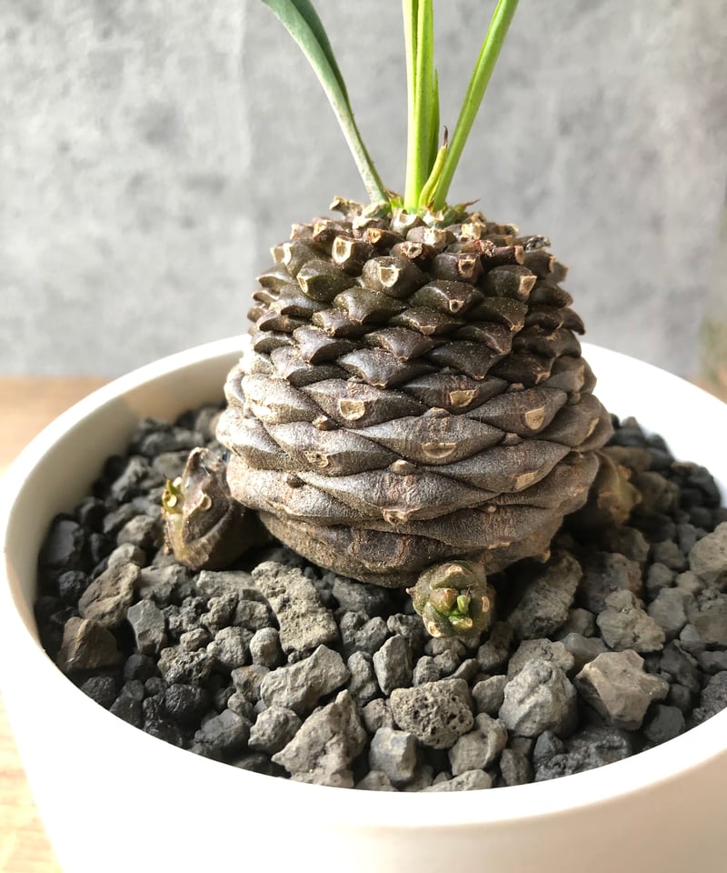 1点もの】Euphorbia bupleurifolia 鉄甲丸 | ¨MONKEY TRE...