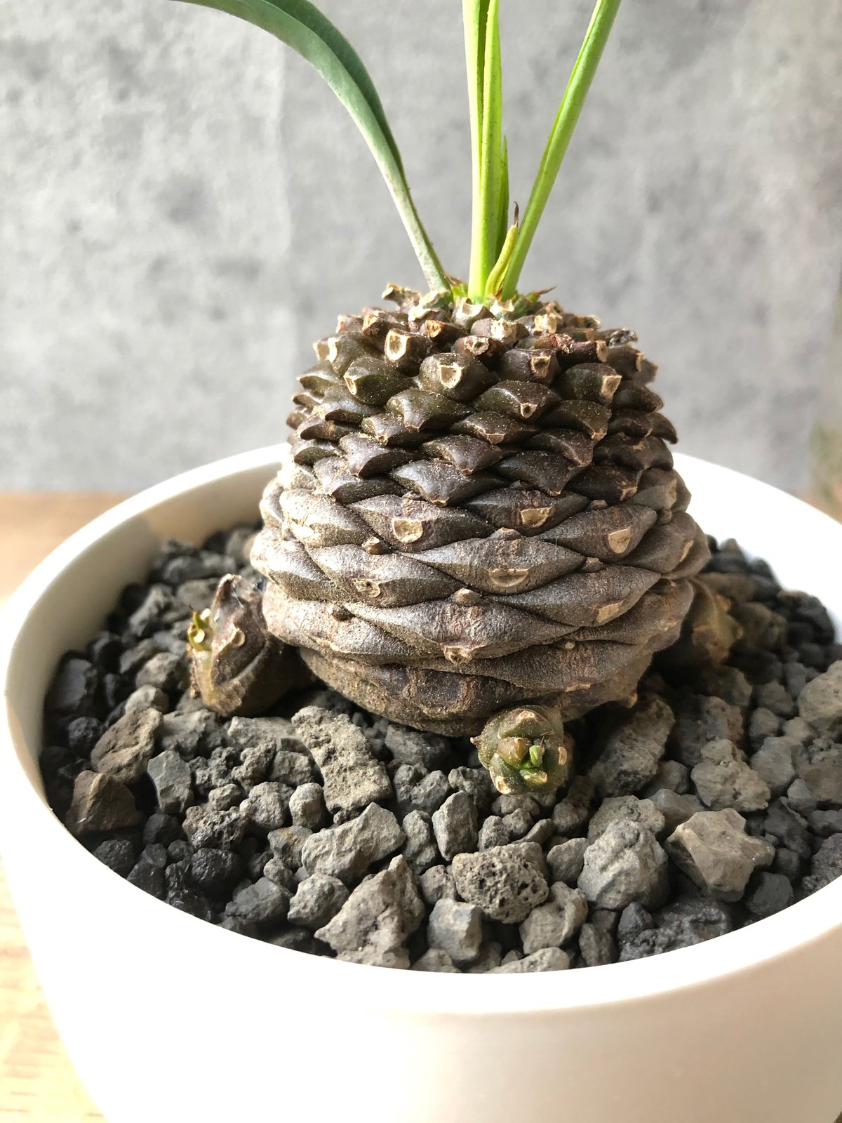 1点もの】Euphorbia bupleurifolia 鉄甲丸 | ¨MONKEY TRE