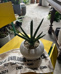 Chamaedorea tenella チャメドレア メタリカ／テネラ | ¨MONKEY