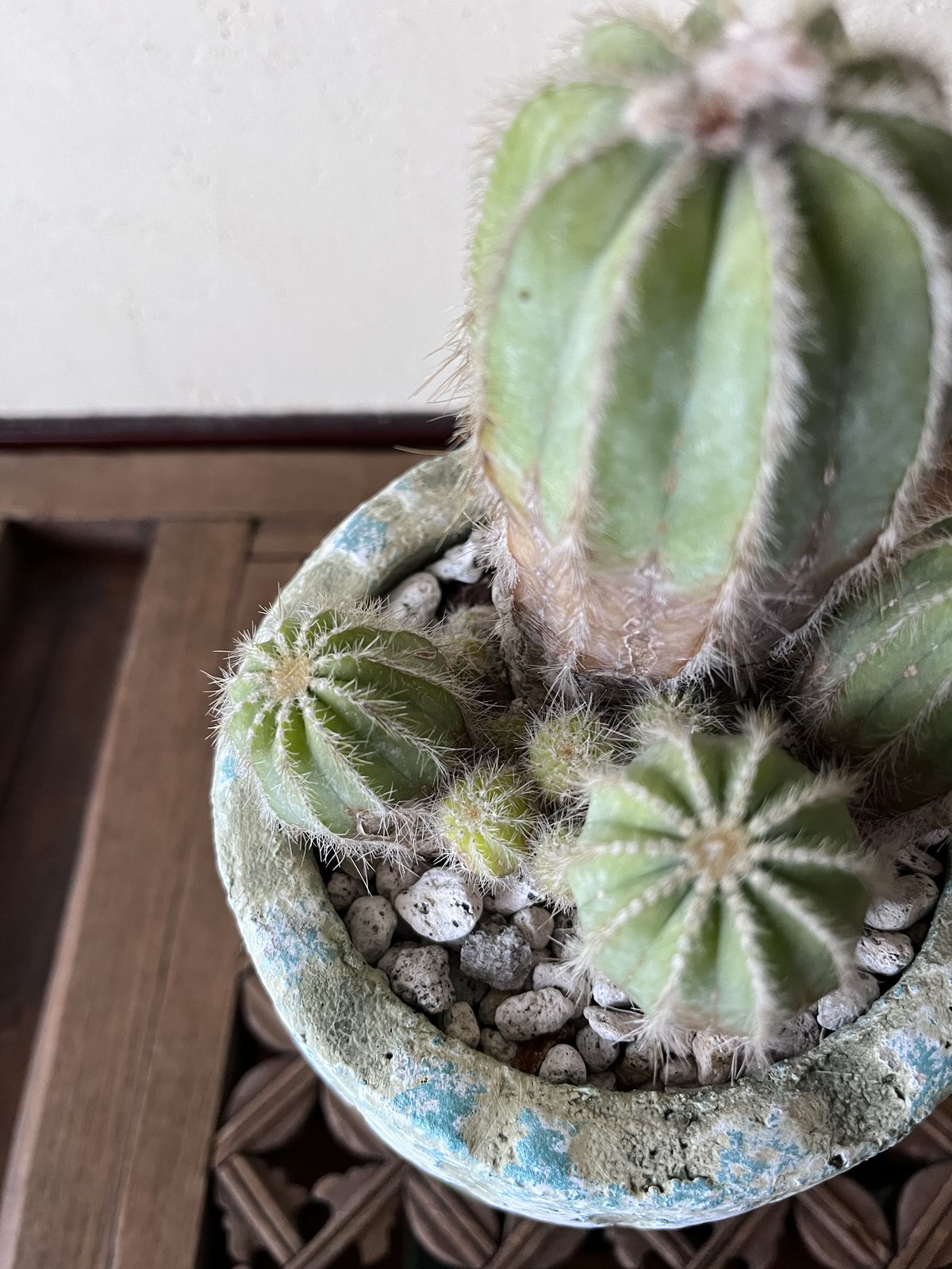 1点もの】Eriocactus magnificus マグニフィカス 英冠玉 群生株 | ¨