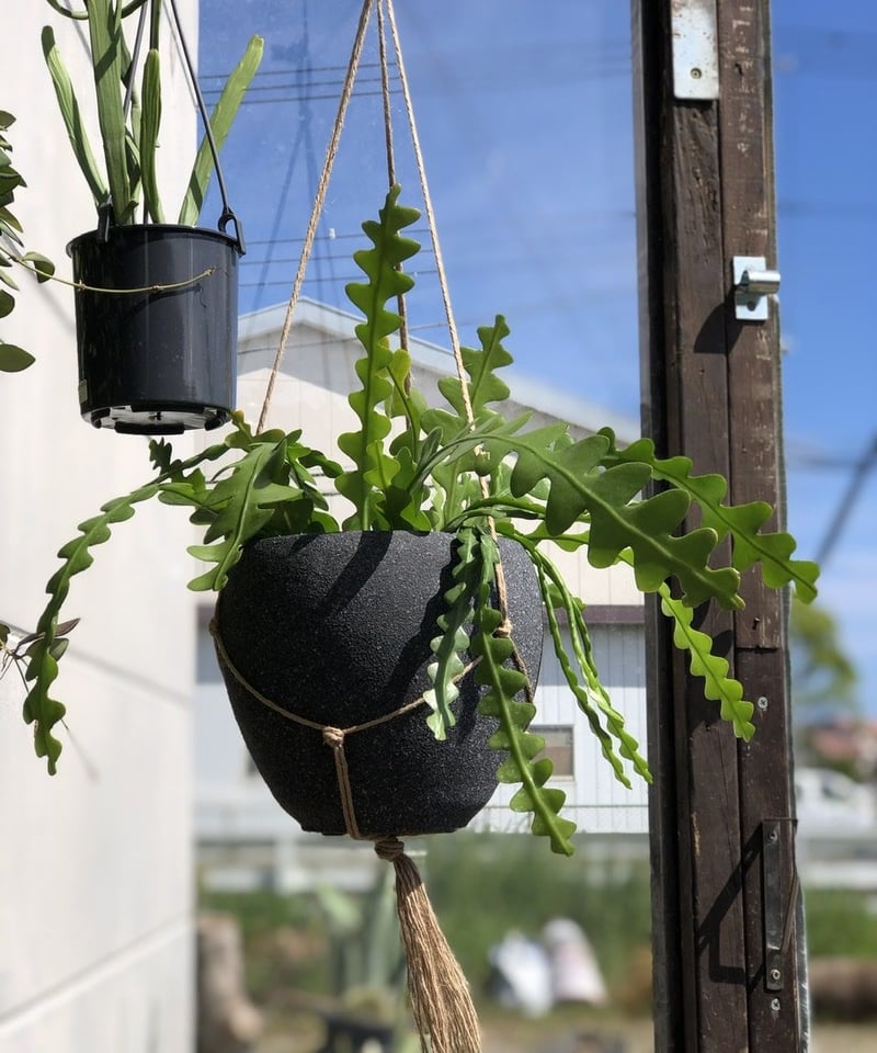 ハンギング Cryptocereus anthonyanus フィッシュボーンカクタス