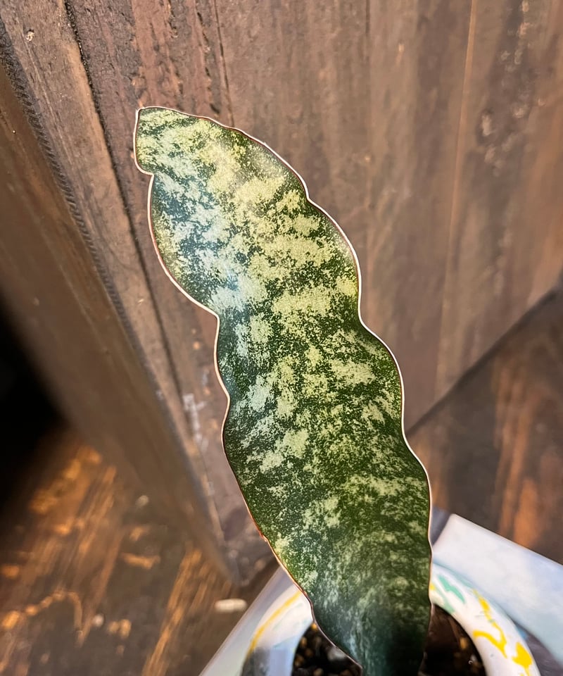 サンスベリア mafinga km.10 white variegated サンスベリア mafinga km.10 white variegated サンスベリア mafinga