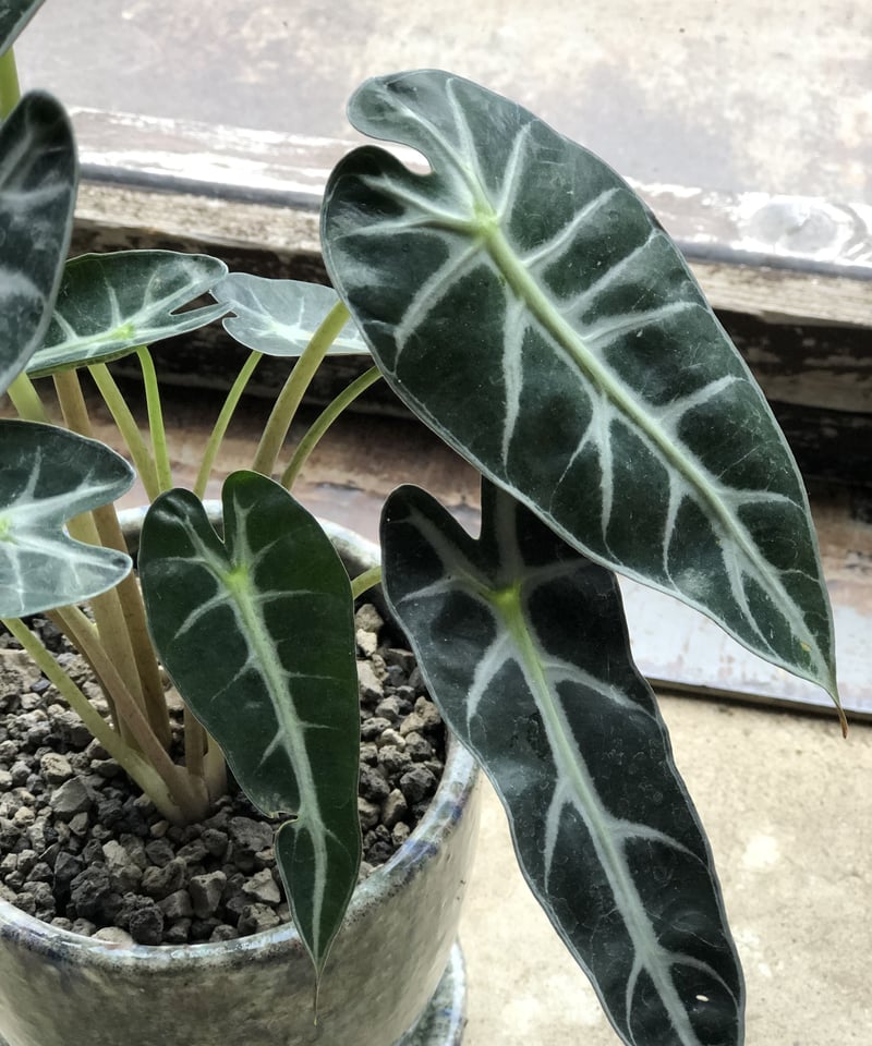アロカシア　バンビーノ アロカシア・バンビーノ 7号 - 植物と暮らす m-plant