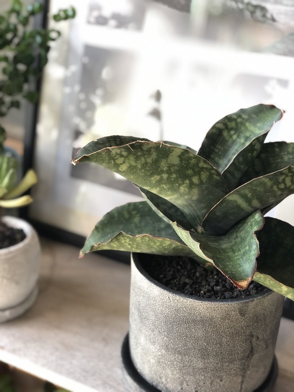 1点もの】Sansevieria sp. Mafinga Tanzania Dragon W