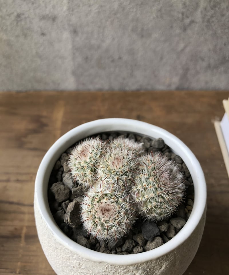 サボテン／多肉植物【3点SET】紅小町.デボスキー.竜鱗 | ¨MONKEY TREE