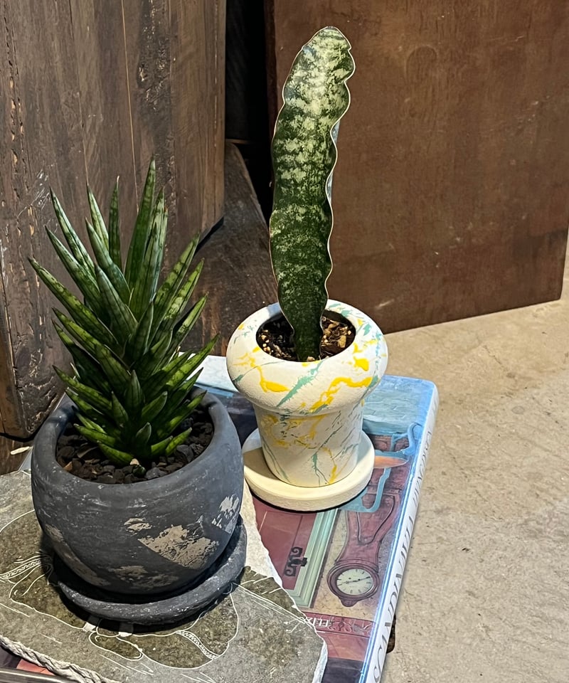 サンスベリア mafinga km.10 white variegated Sansevieria mafinga 'km.10 white variegated'