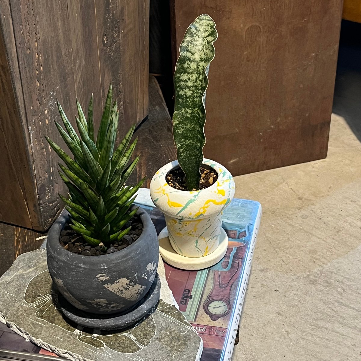 Sansevieriasp.sp. mafinga サンスベリア マフィンガ | ¨MONK