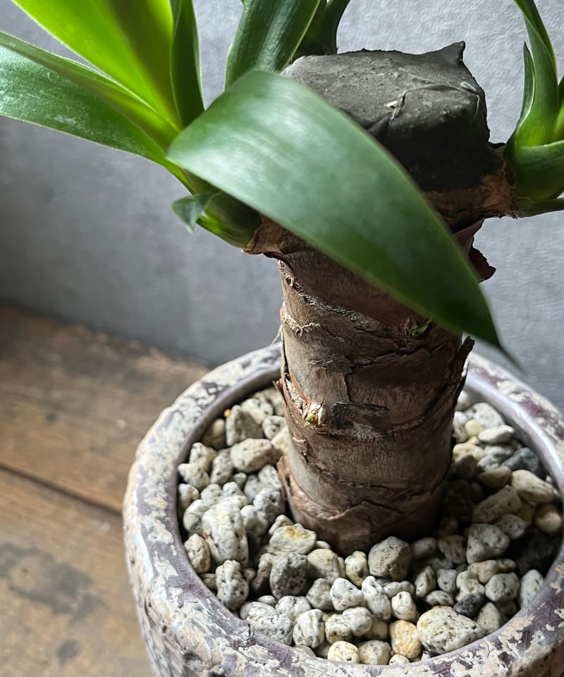Yucca elephantipes ユッカエレファンティペス | ¨MONKEY TREE¨