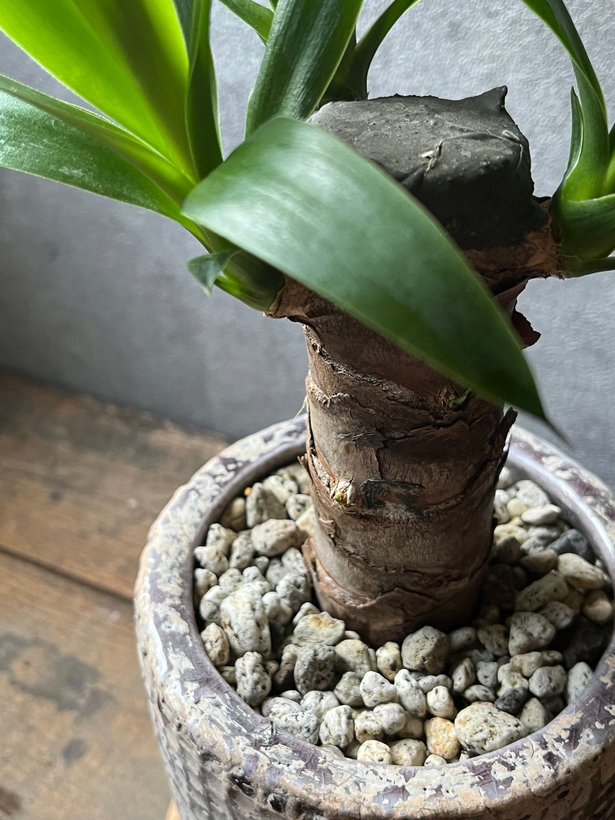 ユッカエレファンティぺス鉢植えリュウゼツラン ユッカエレファンティぺス鉢植えリュウゼツラン