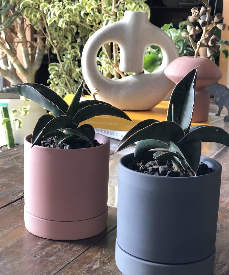 サンスベリア　ピンクイギュラ サンセベリア・ピングイキュラ | trigger