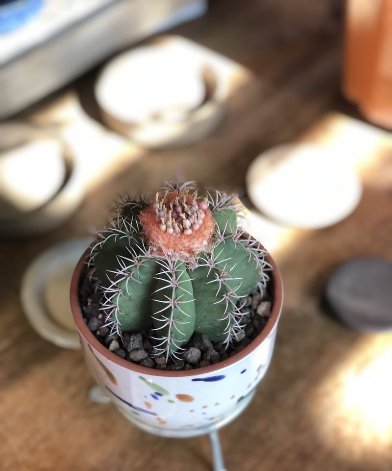 1点もの】Melocactus matanzanus メロカクタス マタンザナス | ¨MO